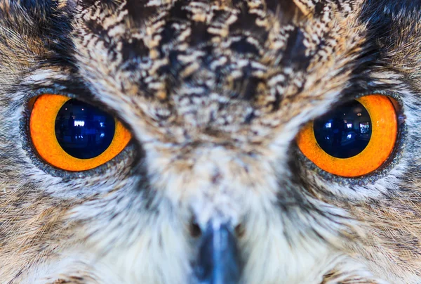 Eagle Owl (eagle Kulíšek) — Stock fotografie