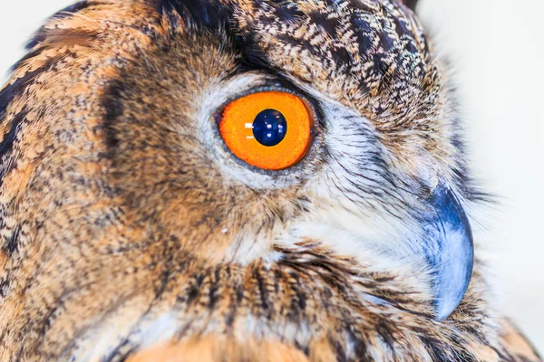 Coruja de águia (Coruja de águia eurasiática ) — Fotografia de Stock