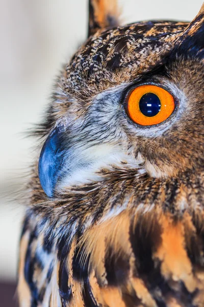 Eagle Owl (eagle Kulíšek) — Stock fotografie