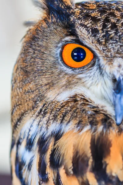 Eagle Owl (Eurasian eagle owl) — Stock Photo, Image