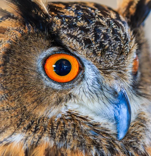 Eagle Owl (eagle Kulíšek) — Stock fotografie