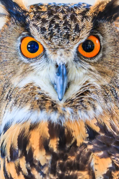 Eagle Owl (eagle Kulíšek) — Stock fotografie