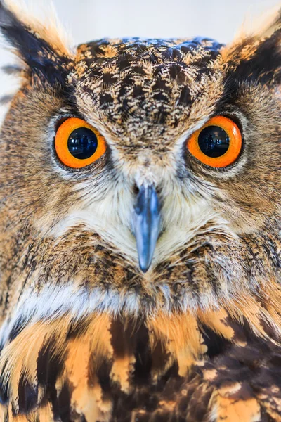 Oehoe (Euraziatische oehoe) — Stockfoto