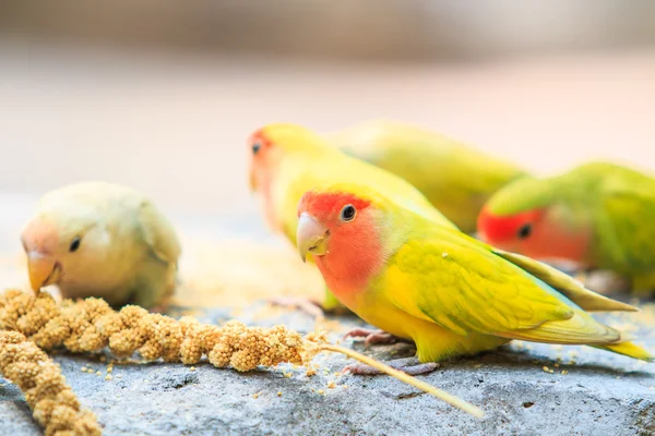 Aves de amor — Foto de Stock