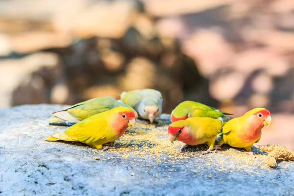 Aşk kuşları — Stok fotoğraf