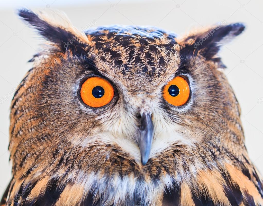 Eagle Owl