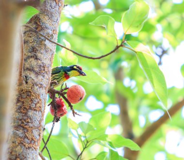 Güzel coppersmith kaniş