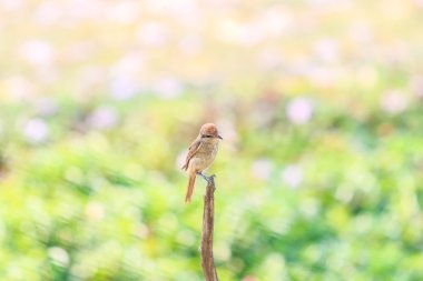 Kuş düz doğusundan