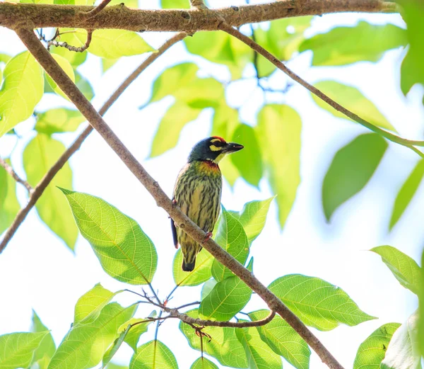 Beautiful coppersmith barbet — Stock Photo, Image