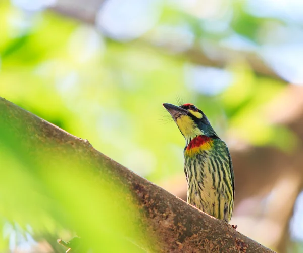 Schöne Kupferschmiedebarbet — Stockfoto