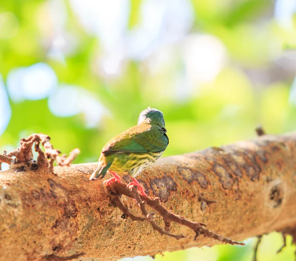 Beautiful coppersmith barbet — Stock Photo, Image