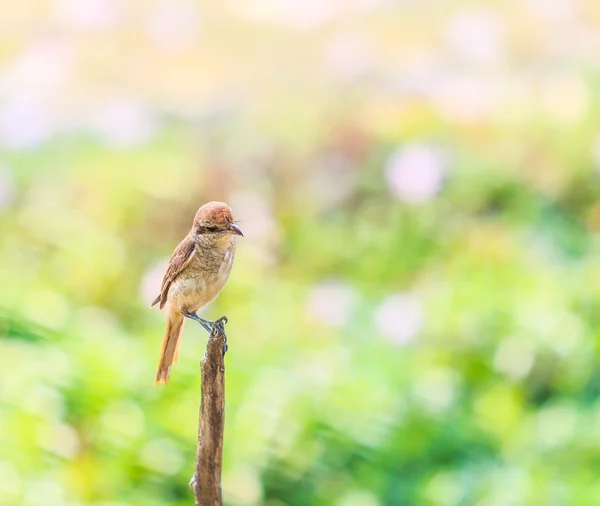 鳥平野なかま — ストック写真