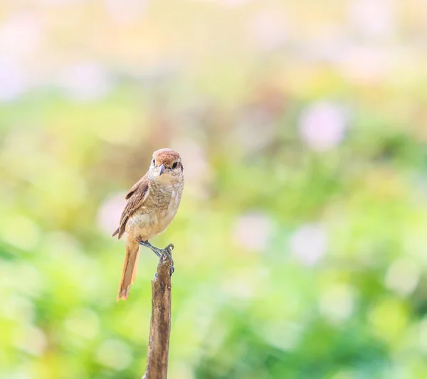 Vogelfluglinie — Stockfoto