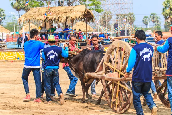 143-й фестиваль коровьих бегов — стоковое фото