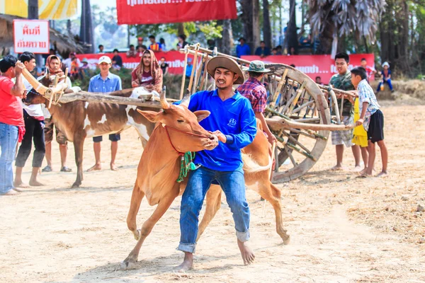 143rd inek Festivali yarış — Stok fotoğraf