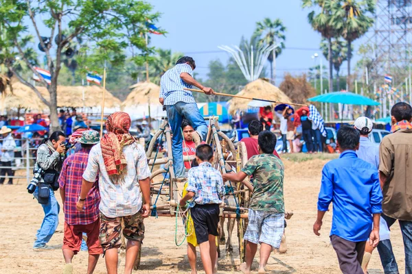 143rd Cow Racing Festival — Stock Photo, Image