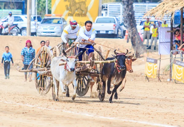 143rd kráva závodní Festival — Stock fotografie