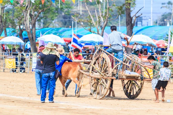 143a edizione del Cow Racing Festival — Foto Stock