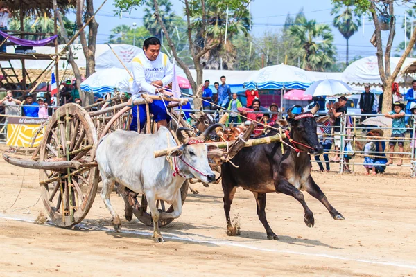 143rd Cow Racing Festival — Stock Photo, Image