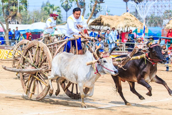 第 143 牛祭りをレース — ストック写真