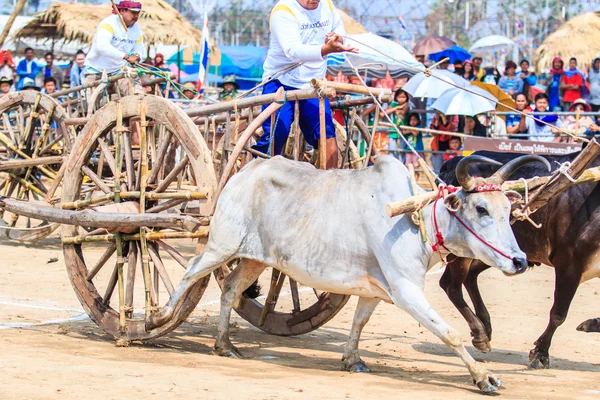 143rd Cow Racing Festival — Stock Photo, Image