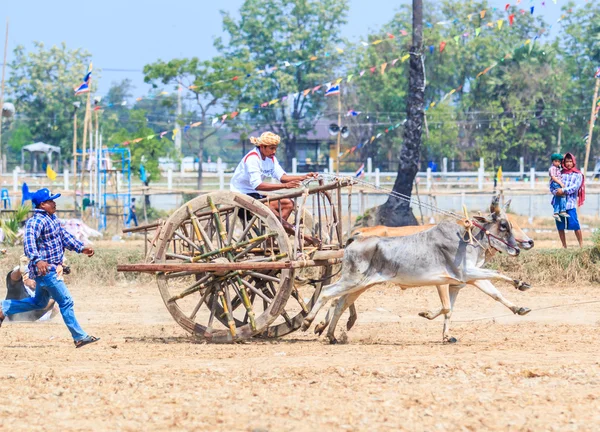 143rd Cow Racing Festival — Stock Photo, Image