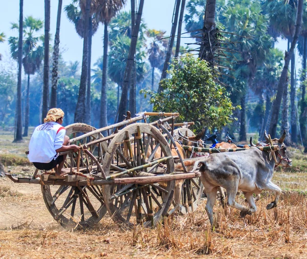 143rd Cow Racing Festival — Stock Photo, Image