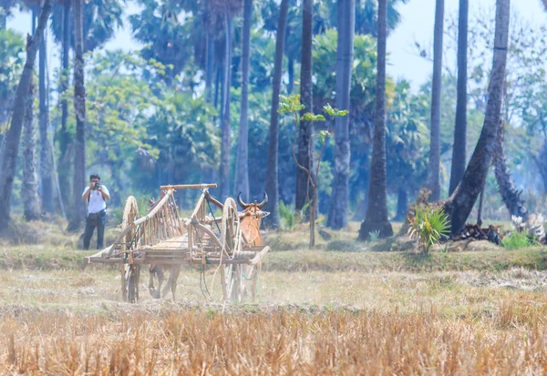 143º Festival de carreras de vacas — Foto de Stock