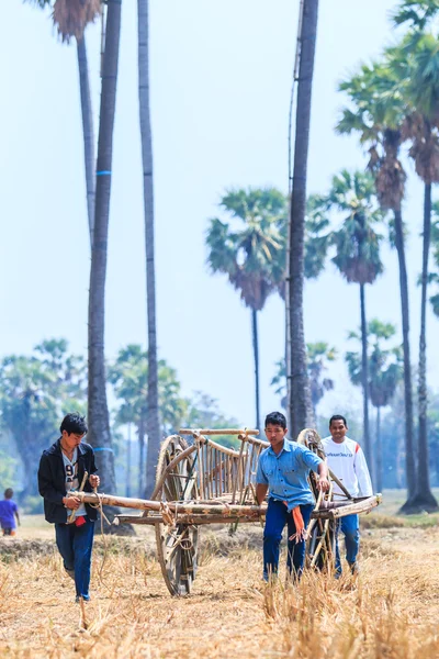 143º Festival de carreras de vacas — Foto de Stock