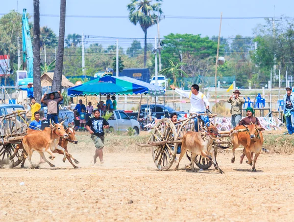 143º Festival de carreras de vacas — Foto de Stock