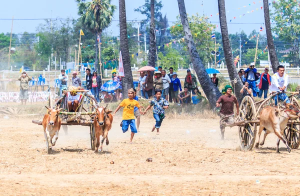 143rd Cow Racing Festival — Stock Photo, Image