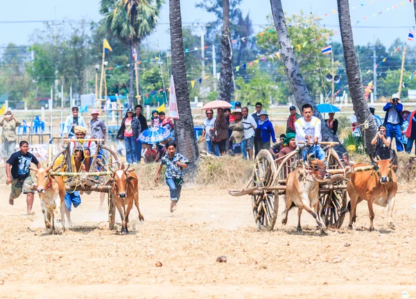 143a edizione del Cow Racing Festival — Foto Stock