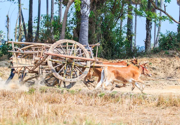 143º Festival de carreras de vacas — Foto de Stock