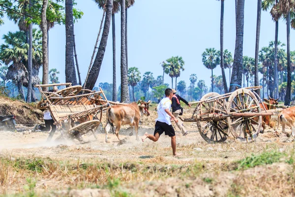 143º Festival de carreras de vacas — Foto de Stock