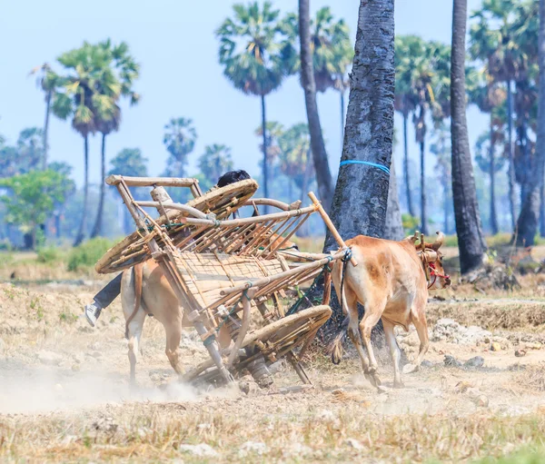 143e Festival des courses de vaches — Photo