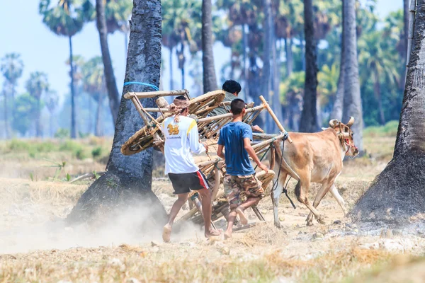 143º Festival de carreras de vacas — Foto de Stock