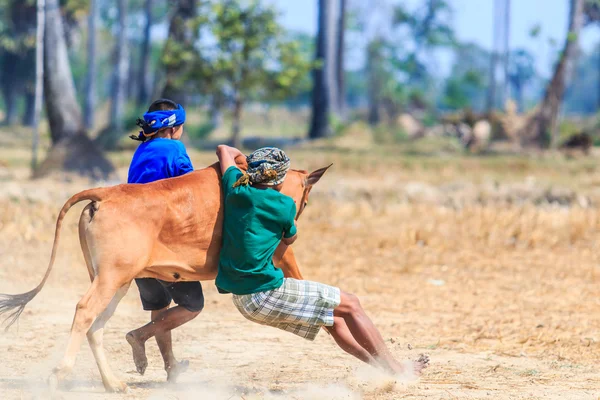 143º Festival de carreras de vacas — Foto de Stock