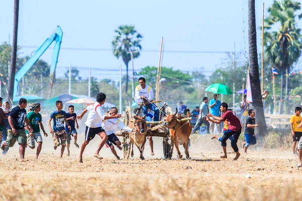 143rd Cow Racing Festival — Stock Photo, Image