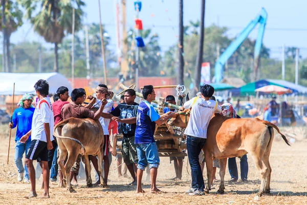 143 корова Racing фестиваль — стокове фото