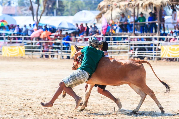 143º Festival de carreras de vacas — Foto de Stock