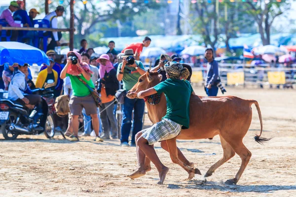 143º Festival de carreras de vacas — Foto de Stock