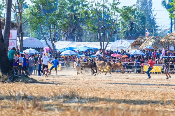 143rd inek Festivali yarış — Stok fotoğraf