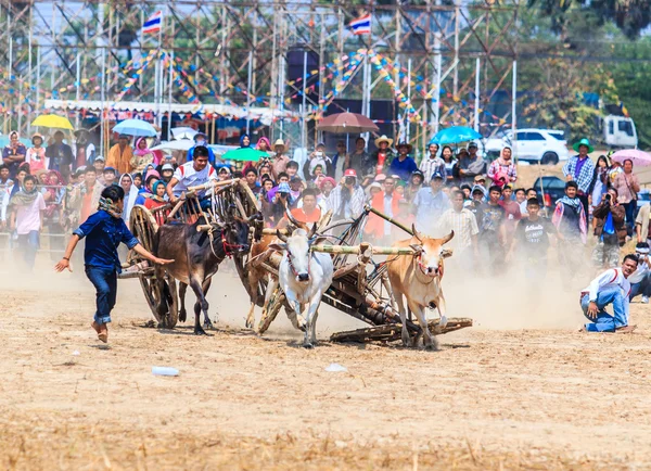 143º Festival de carreras de vacas —  Fotos de Stock