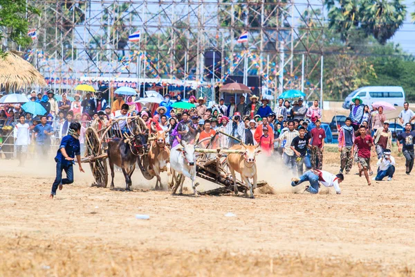 143a edizione del Cow Racing Festival — Foto Stock