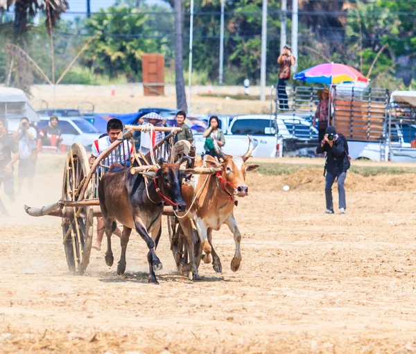 143e Festival des courses de vaches — Photo