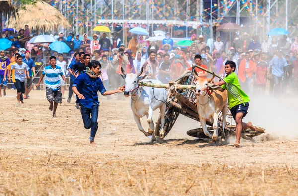 143rd Cow Racing Festival — Stock Photo, Image