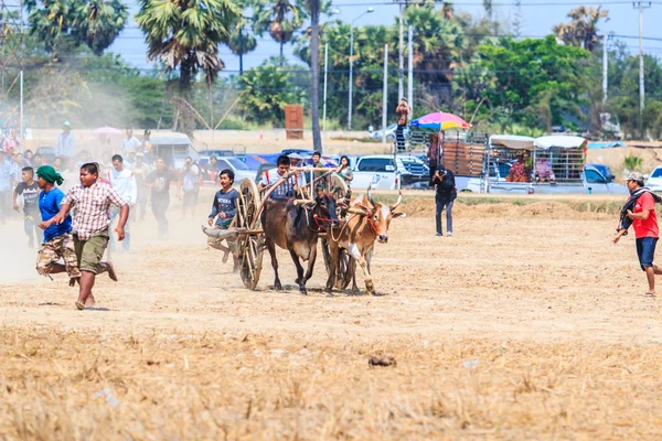 143a edizione del Cow Racing Festival — Foto Stock