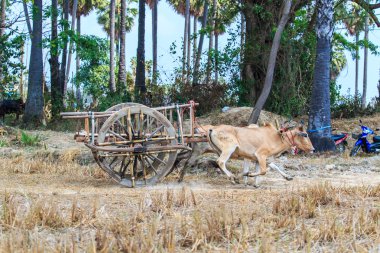 143rd inek Festivali yarış