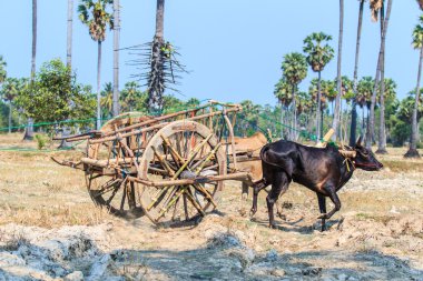 143rd inek Festivali yarış