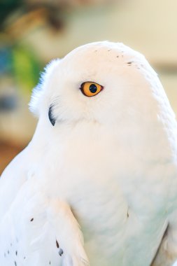 kar baykuşu - bubo scandiacus